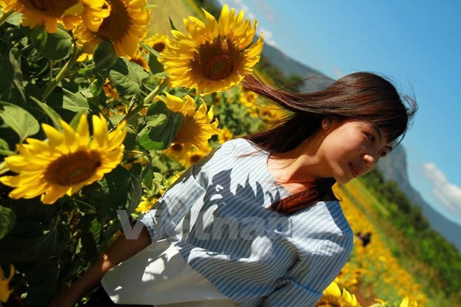 Temporada de girasoles en tierra alta Lam Dong  - ảnh 7