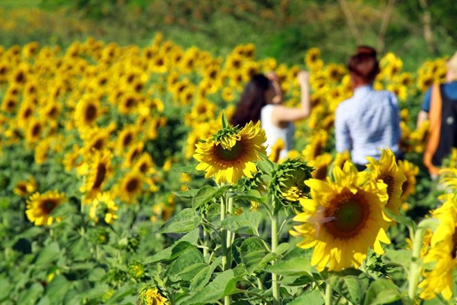 Temporada de girasoles en tierra alta Lam Dong  - ảnh 8