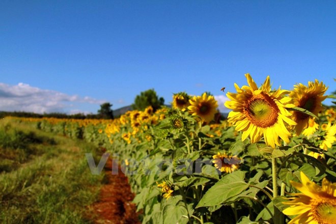 Temporada de girasoles en tierra alta Lam Dong  - ảnh 9