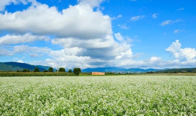 Rabanizas blancas, en la tierra alta de Moc Chau  - ảnh 4