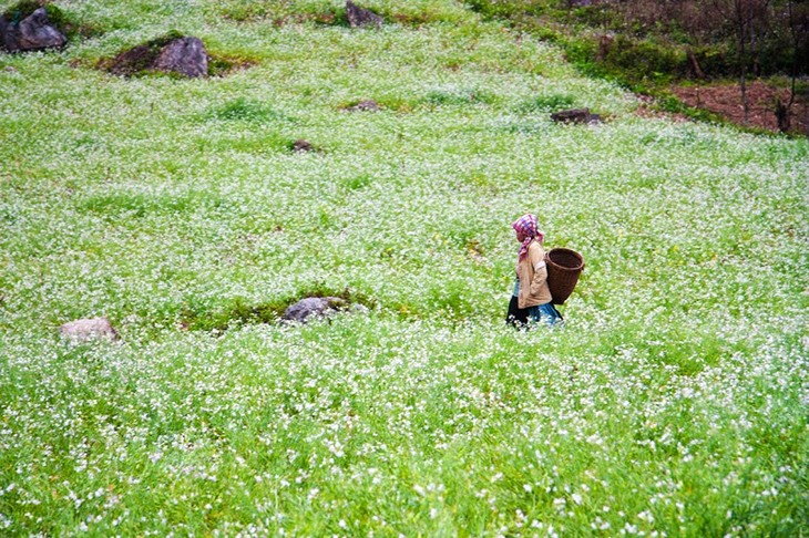 Rabanizas blancas, en la tierra alta de Moc Chau  - ảnh 12