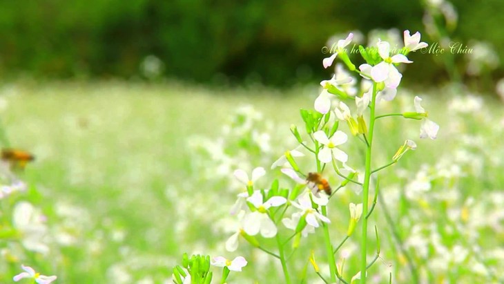 Rabanizas blancas, en la tierra alta de Moc Chau  - ảnh 2