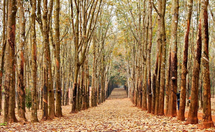 Plantaciones de caucho, patrimonio natural de Gia Lai - ảnh 4