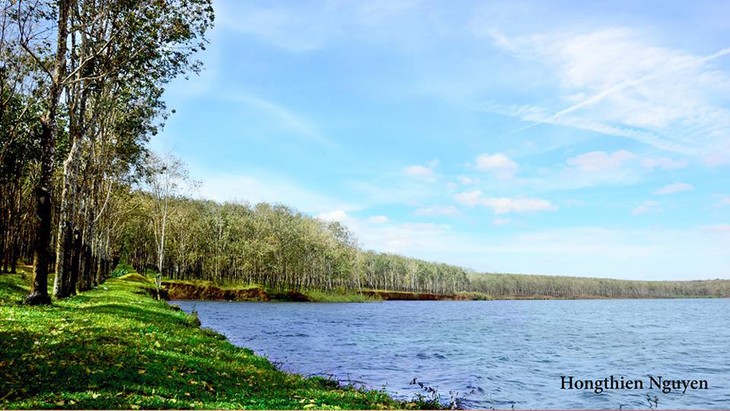 Plantaciones de caucho, patrimonio natural de Gia Lai - ảnh 7