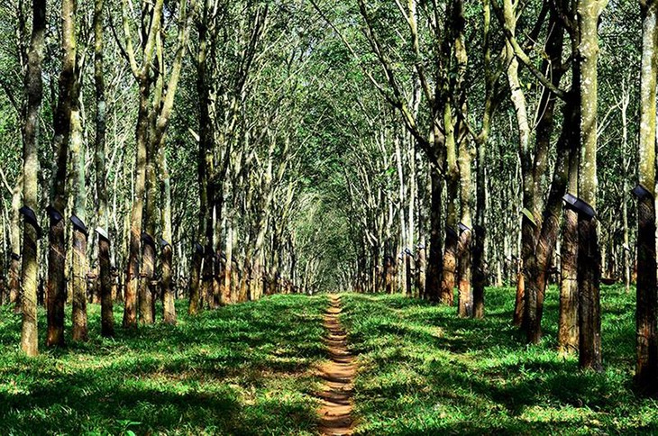 Plantaciones de caucho, patrimonio natural de Gia Lai - ảnh 5