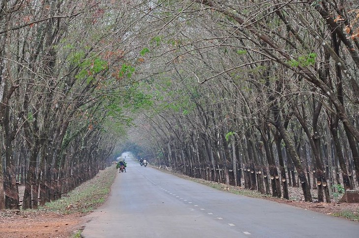 Plantaciones de caucho, patrimonio natural de Gia Lai - ảnh 10