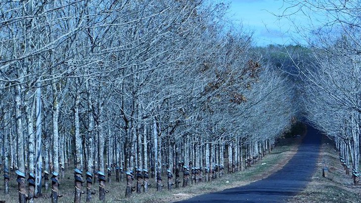 Plantaciones de caucho, patrimonio natural de Gia Lai - ảnh 8