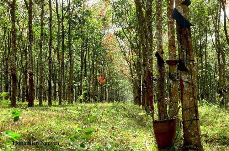 Plantaciones de caucho, patrimonio natural de Gia Lai - ảnh 2