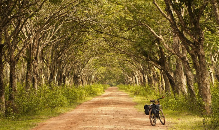 Plantaciones de caucho, patrimonio natural de Gia Lai - ảnh 1