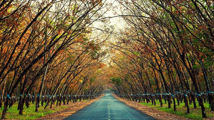 Plantaciones de caucho, patrimonio natural de Gia Lai - ảnh 12