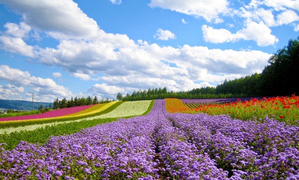 Da Lat, la ciudad del Festival de las Flores - ảnh 2