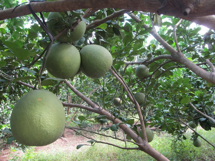 Toronja de piel verde, nueva herramienta en la de construcción rural de Ben Tre - ảnh 1