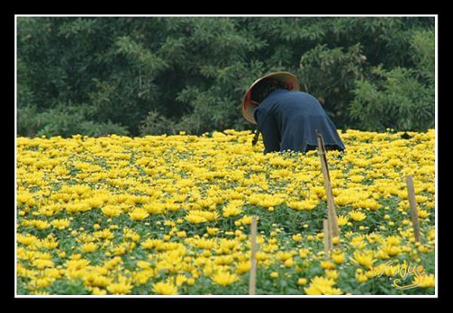 Aldea de floricultura de Tay Tuu en vísperas del Tet - ảnh 3