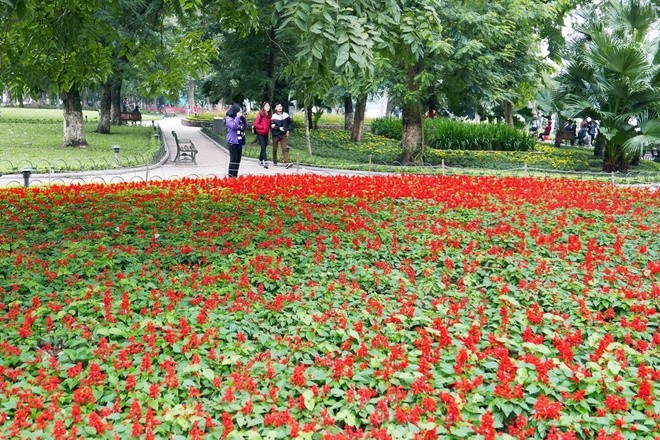 Hanoi recibe el Tet con flores y luces brillantes  - ảnh 3