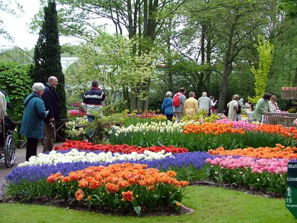 Parque de las flores de la ciudad de Da Lat, punto de encuentro de la belleza natural - ảnh 3