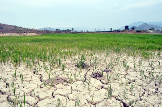 Pobladores del Delta del río Mekong luchan contra el cambio climático - ảnh 1