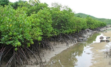 Premier vietnamita ordena promoción de lucha contra salinización en Delta del río Mekong - ảnh 1