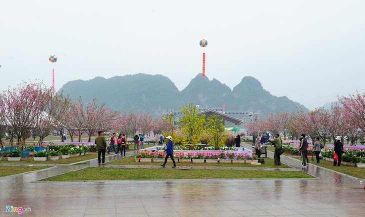  Inaugurado Festival de Flores de Cerezo y Ochna de Yen Tu  - ảnh 1