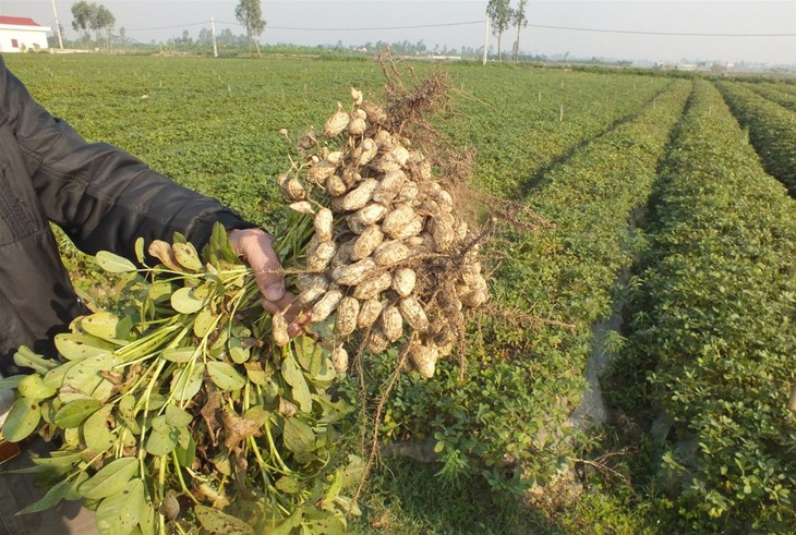 En el Delta del Mekong se esfuerzan por ahorrar agua - ảnh 2