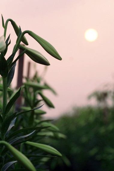 Azucena blanca, la reina de las flores de Hanoi en abril - ảnh 2