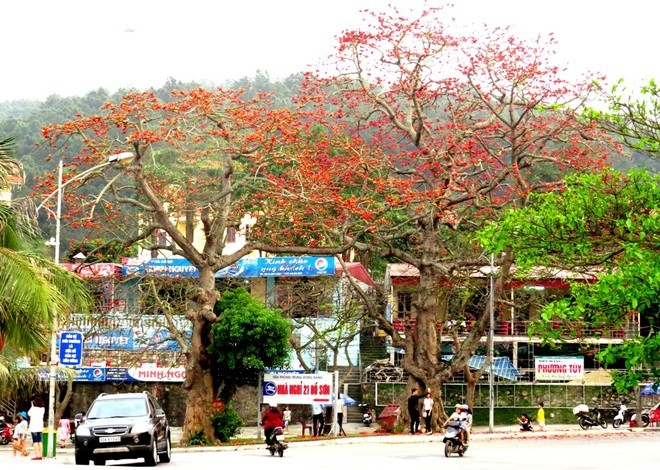 Algodonero rojo, princesa de las flores de ciudad portuaria de Hai Phong - ảnh 4