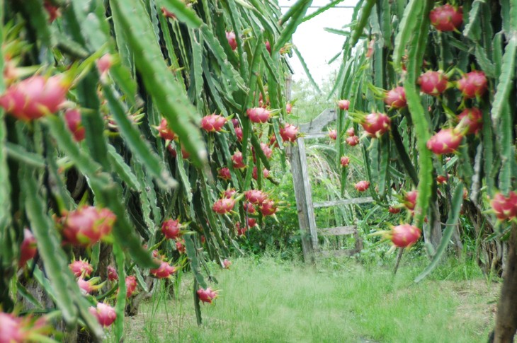 Australia importará pitaya fresca de Vietnam - ảnh 1