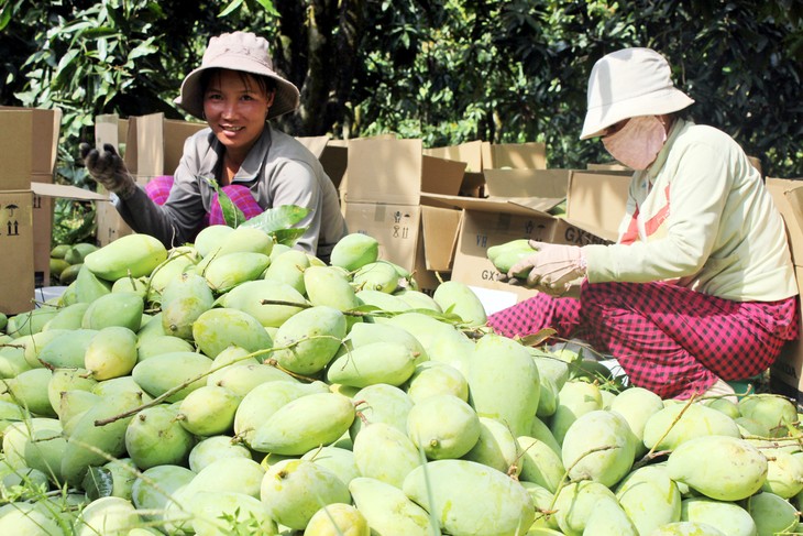 Agricultores de Dong Thap por exportar más - ảnh 2