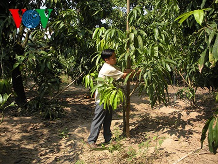 Dinh Cong Tam, un emprendedor que logró vencer la pobreza y progresar - ảnh 1