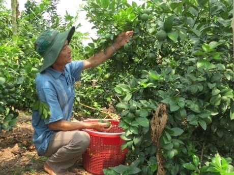 Limas vietnamitas irán al mercado de Sudcorea - ảnh 1