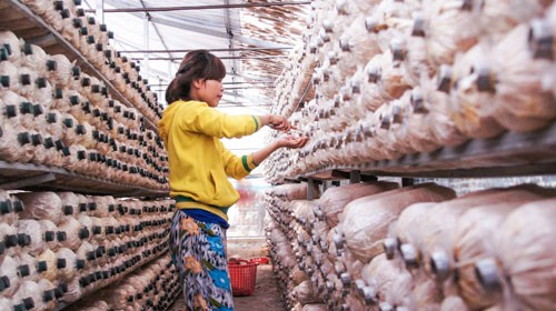 Gran desarrollo de la agricultura de alta tecnología en Ciudad Ho Chi Minh - ảnh 3