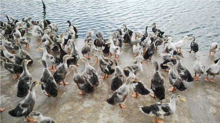 Desarrollan crianza de pato marino en Delta del río Mekong - ảnh 1