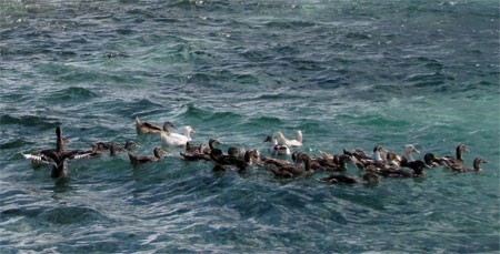 Desarrollan crianza de pato marino en Delta del río Mekong - ảnh 3