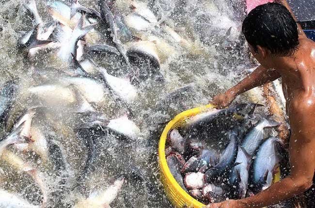 Vietnam en Cumbre de Acuicultura de Sudeste Asiático y el Pacífico - ảnh 1