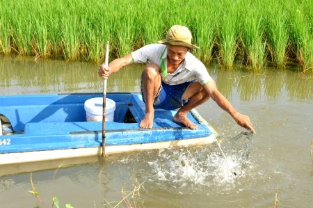 Cultivo de arroz-camarón: nuevo modelo de producción eficiente y sostenible - ảnh 1