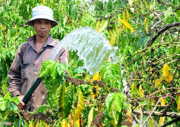 Provincia de Kon Tum aboga por reestructuración agrícola para el desarrollo - ảnh 1