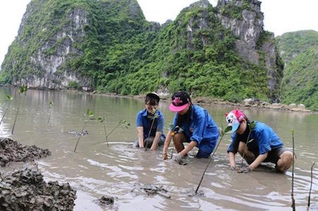 Proyecto coordinado con Japón ayuda a proteger el ambiente en la bahía de Ha Long  - ảnh 1