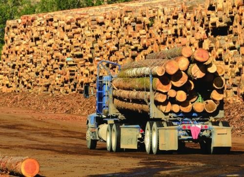 Vaticinan en Vietnam aumento de la exportación de madera y productos derivados  - ảnh 1