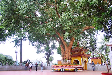 Tran Quoc, una de las pagodas más bellas del mundo  - ảnh 3