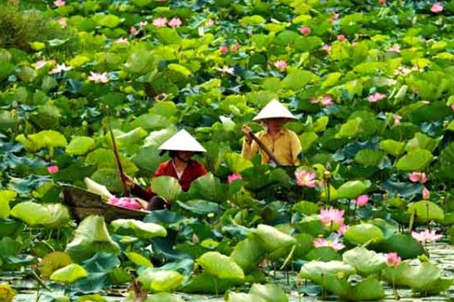 Jardín de los pájaros de Gao Giong, otro lugar para disfrutar de Dong Thap Muoi - ảnh 3