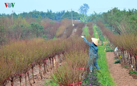 Flores del melocotón brotan temprano en el pueblo floral de Nhat Tan - ảnh 8