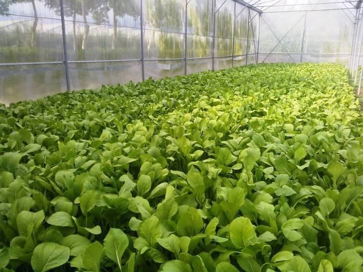 Agricultores de Ciudad Ho Chi Minh participan en innovación tecnológica  - ảnh 3