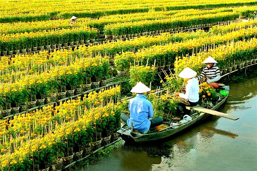 Aldeas florales de Dong Thap Muoi reciben visitas en vísperas del Tet - ảnh 1