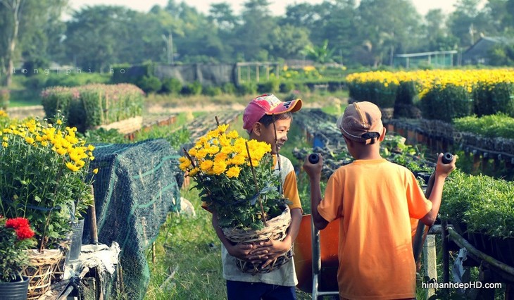 Aldeas florales de Dong Thap Muoi reciben visitas en vísperas del Tet - ảnh 2