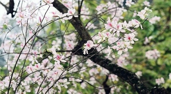 Festival de la flor de Bauhinia 2017 en Dien Bien promete actividades atractivas - ảnh 1