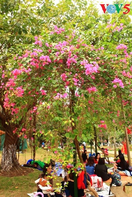 Flores primaverales alegran zona urbana ecológica - ảnh 14