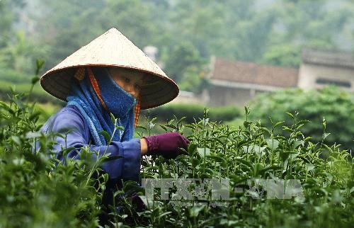 Té verde vietnamita ante grandes oportunidades de desarrollar su marca en Estados Unidos - ảnh 1