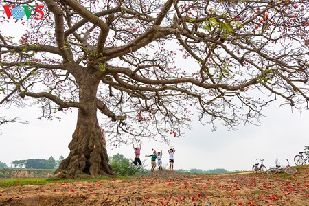 Brilla el color rojo del algodonero en campo norteño de Vietnam - ảnh 16