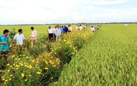 Cultivo de flores a lo largo de los bordes de los campos ayuda a promover la agricultura sostenible - ảnh 1