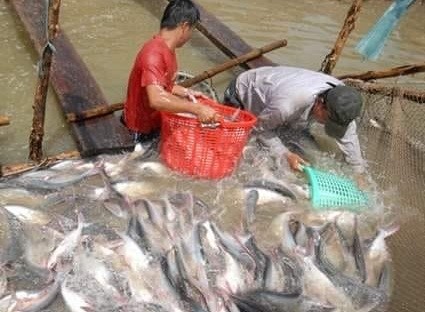 Producción de pangasius vietnamita trata de superar las dificultades - ảnh 1