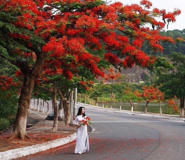 La ciudad portuaria de Hai Phong en la música  - ảnh 1